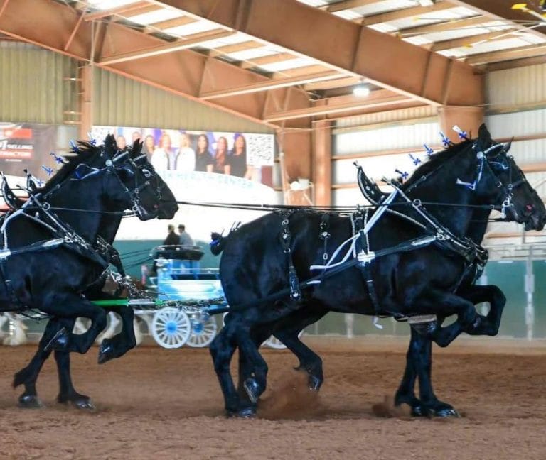 horses